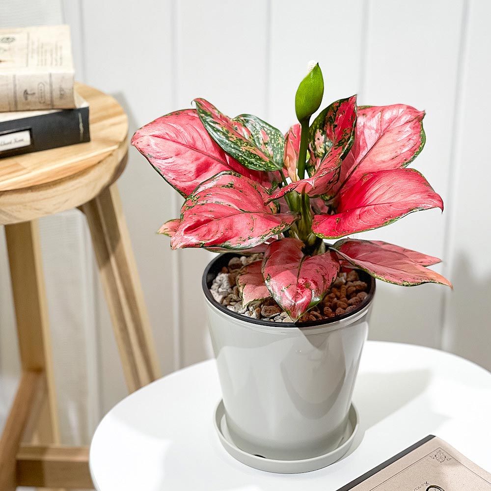 PLANCHU 観葉植物 アグラオネマ ビューティー 5号鉢 受け皿付き 育て方説明書付き Aglaonema 'Beauty' 幸せを招くタイの宝石  アロイド メルカリ