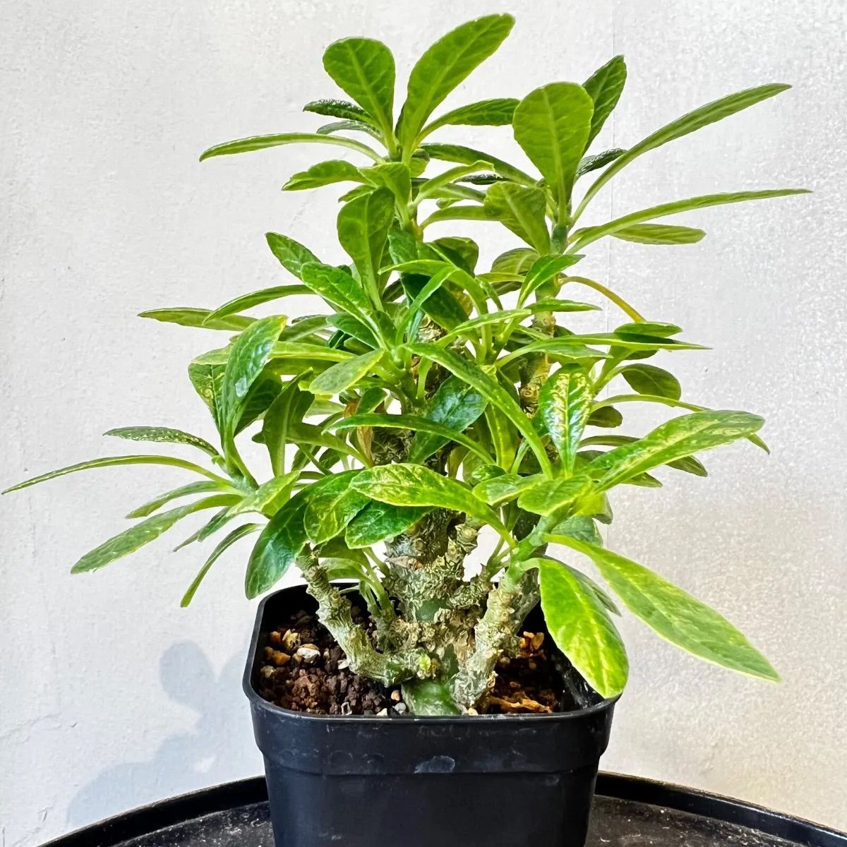 ヤ*ル様 ドルステニアギガス 実生株 ドルステニア ギガス【実生】B | RAFLUM / ラフラム｜東京、大阪