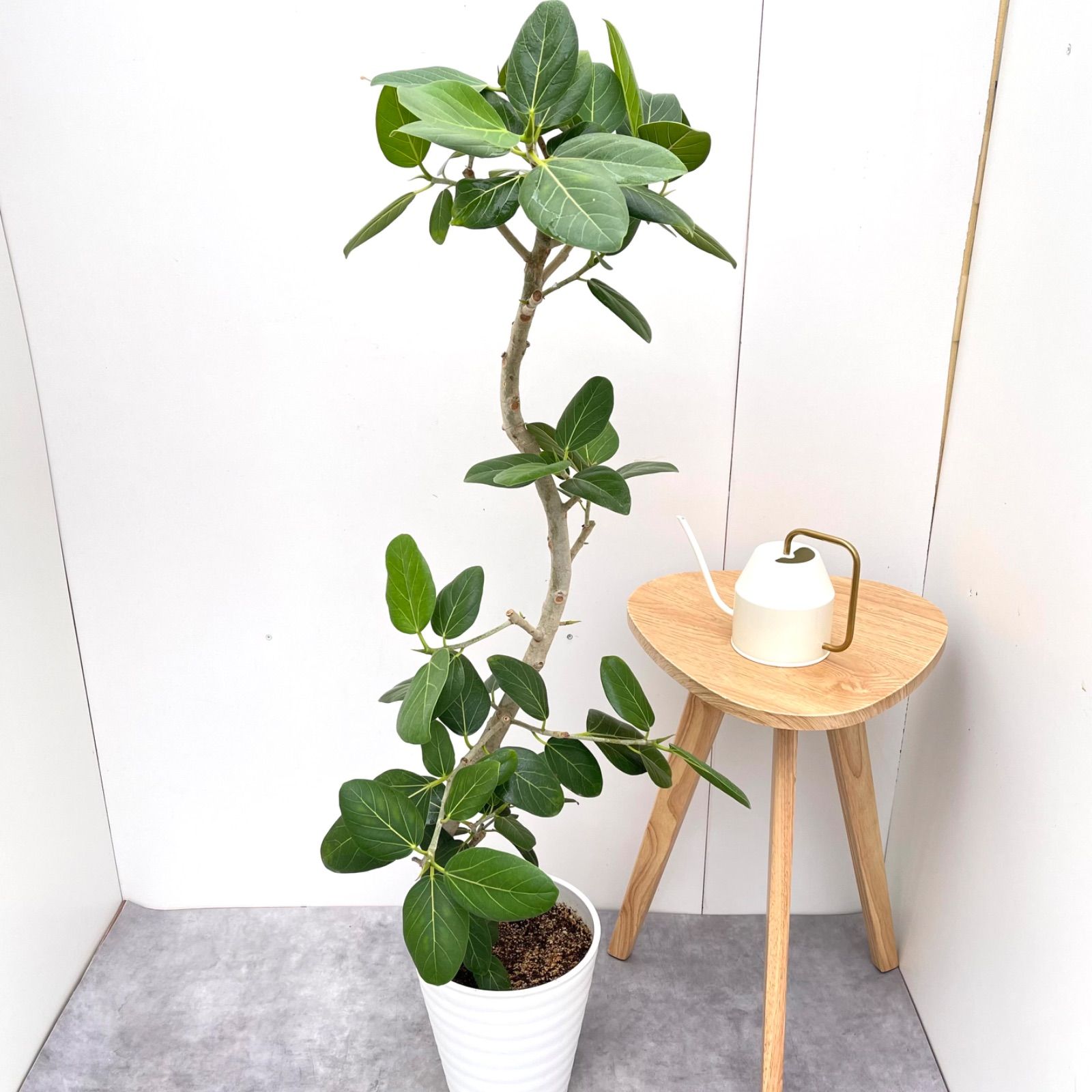 フィカス ベンガレンシス 曲がり 10 現品 観葉植物 大型 室内
