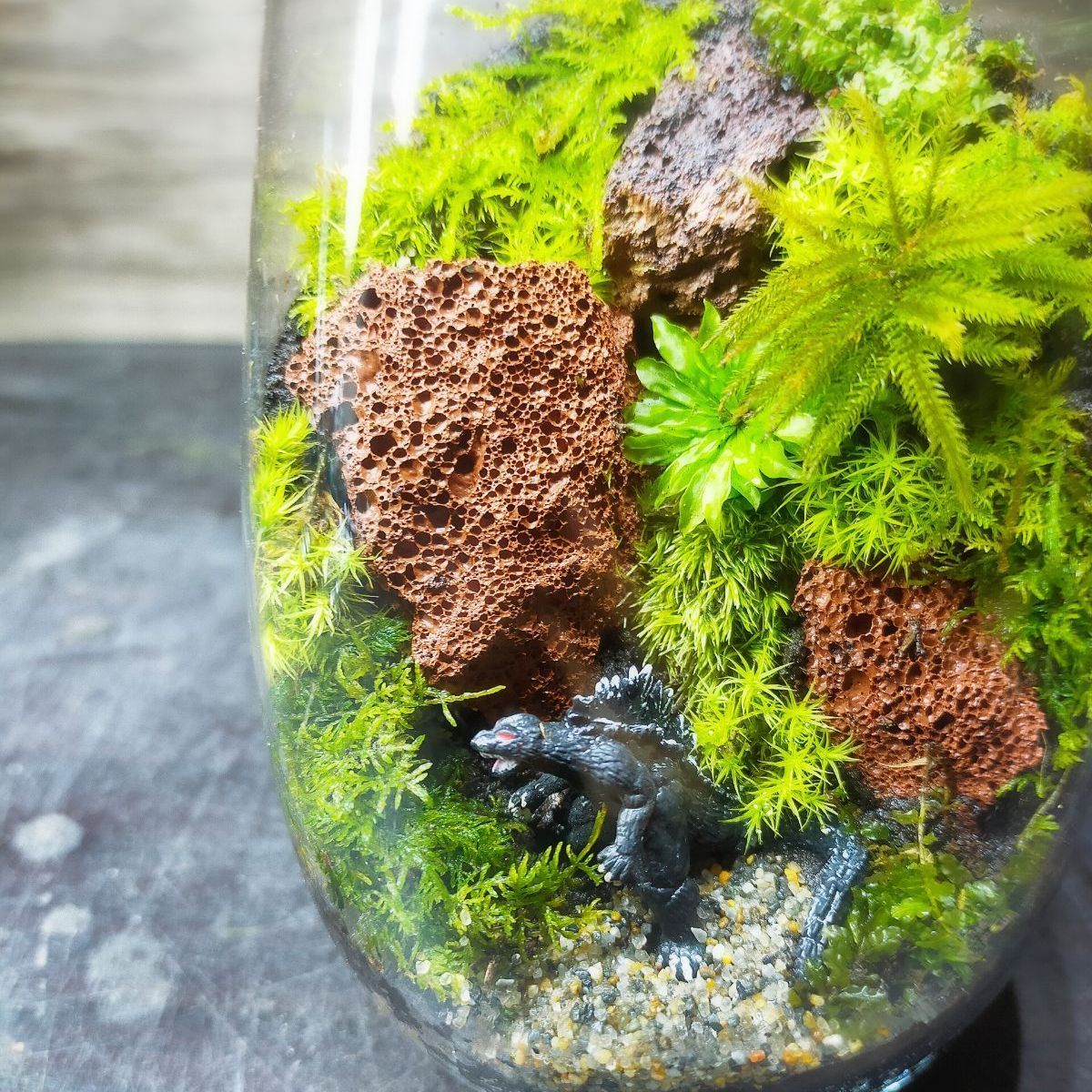 teru3様専用 コケ各種7.5パレットとカサゴケ15本×2P 【公式通販】