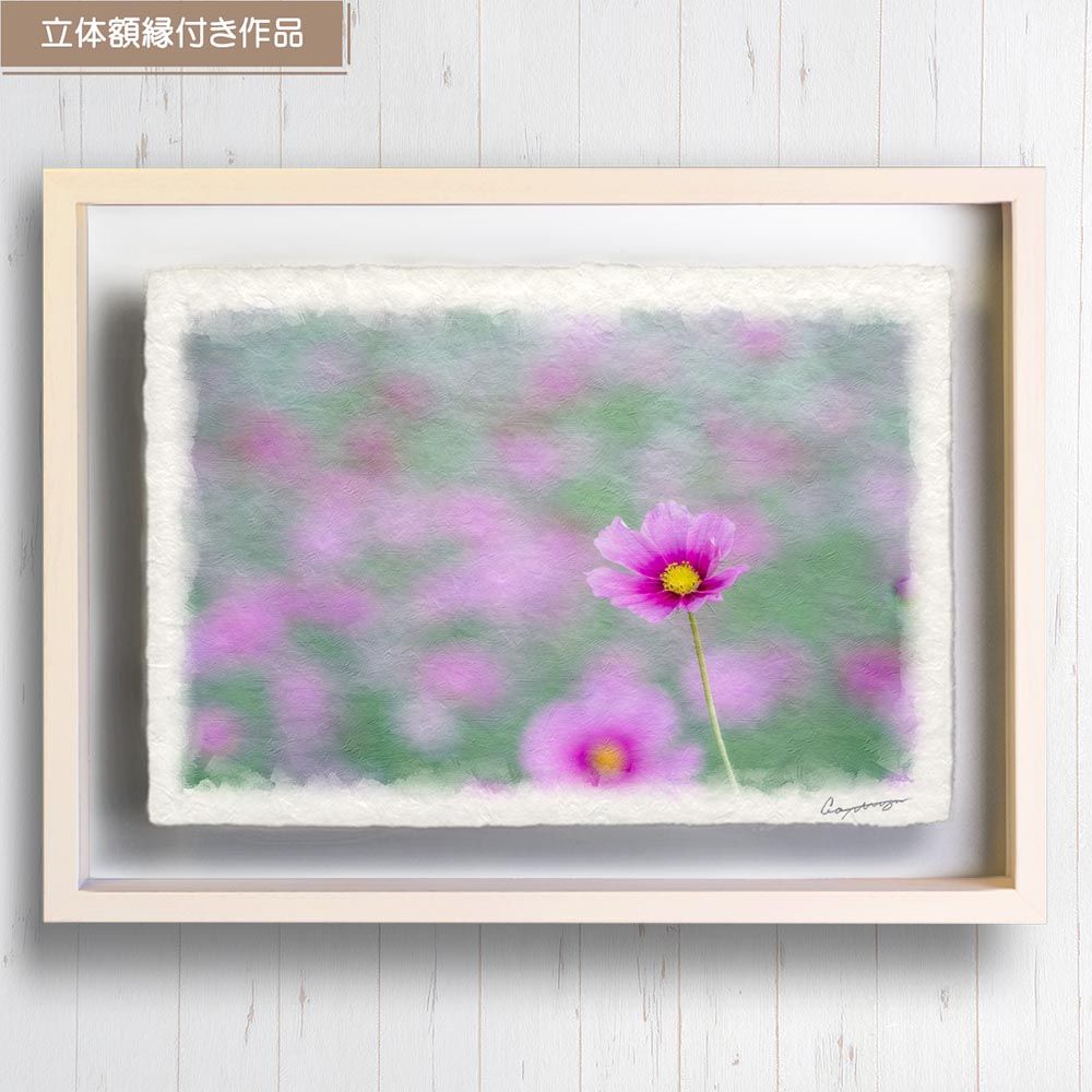 38x27cm 絵画 白 コスモス 畑 ポスター 和紙の絵写真 立体額縁付き 薄