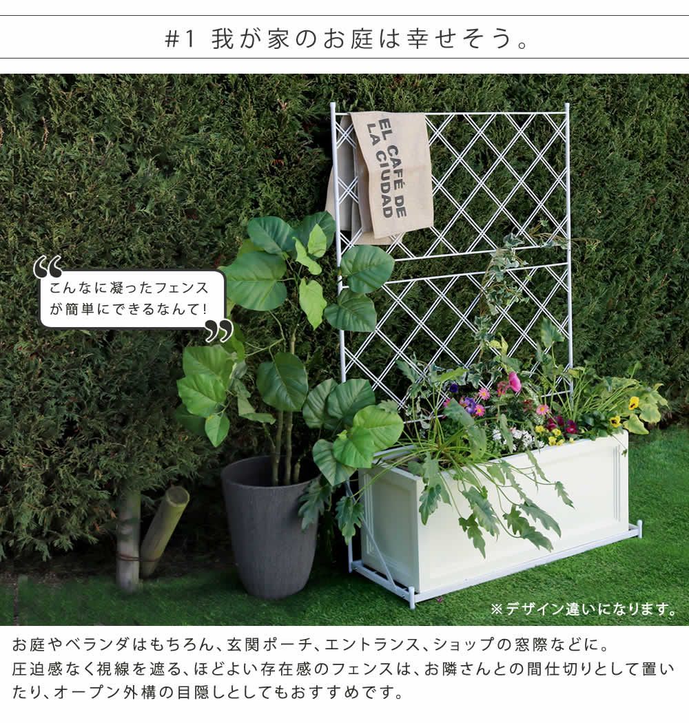 つるバラ 庭