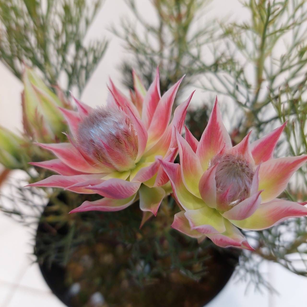 5号鉢 セルリア プリティピンク 苗 セルリア（ジョーイセルリア