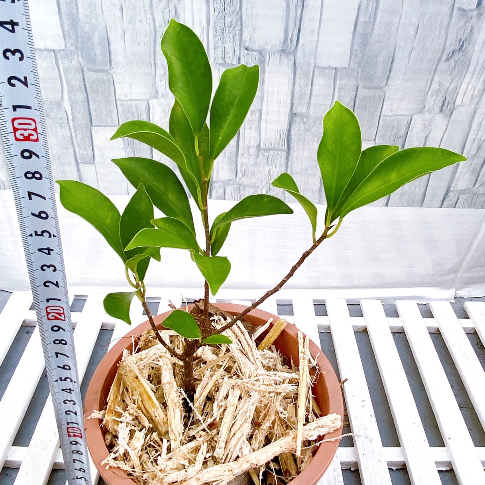 奄美大島産ガジュマル】 育てる楽しみ♡ 南国の幸福の木と言われる観葉植物 夏にピッタリのガジュマル  このままグリーンインテリア・盆栽・寄せ植えなどにぜひ飾り植えてお楽しみ下さい フィカス ガジュマルの木 - メルカリ