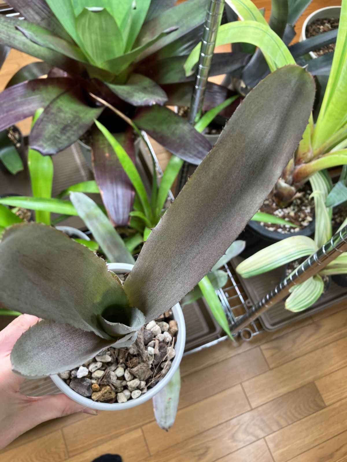 エクメア ムルフォーディ マルバ Aechmea mulfordii malva