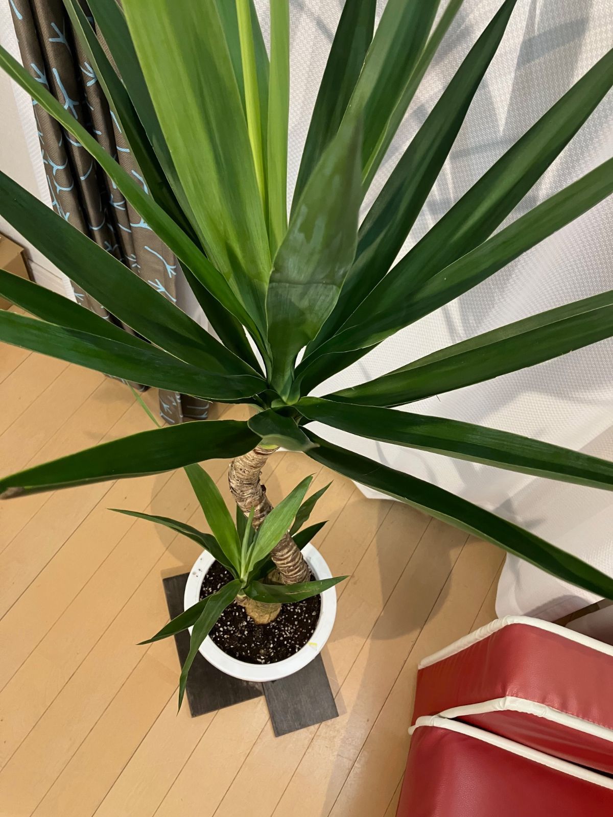 ユッカ A15 ドラセナ 現物幹曲がり樹形 現物販売 室内 観葉植物 - メルカリ