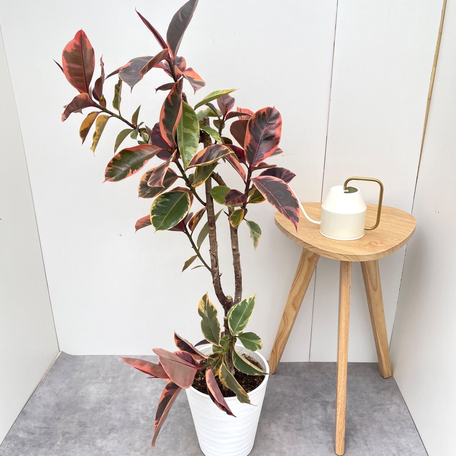 フィカス ルビー ストレート 1 現品 観葉植物 室内 大型