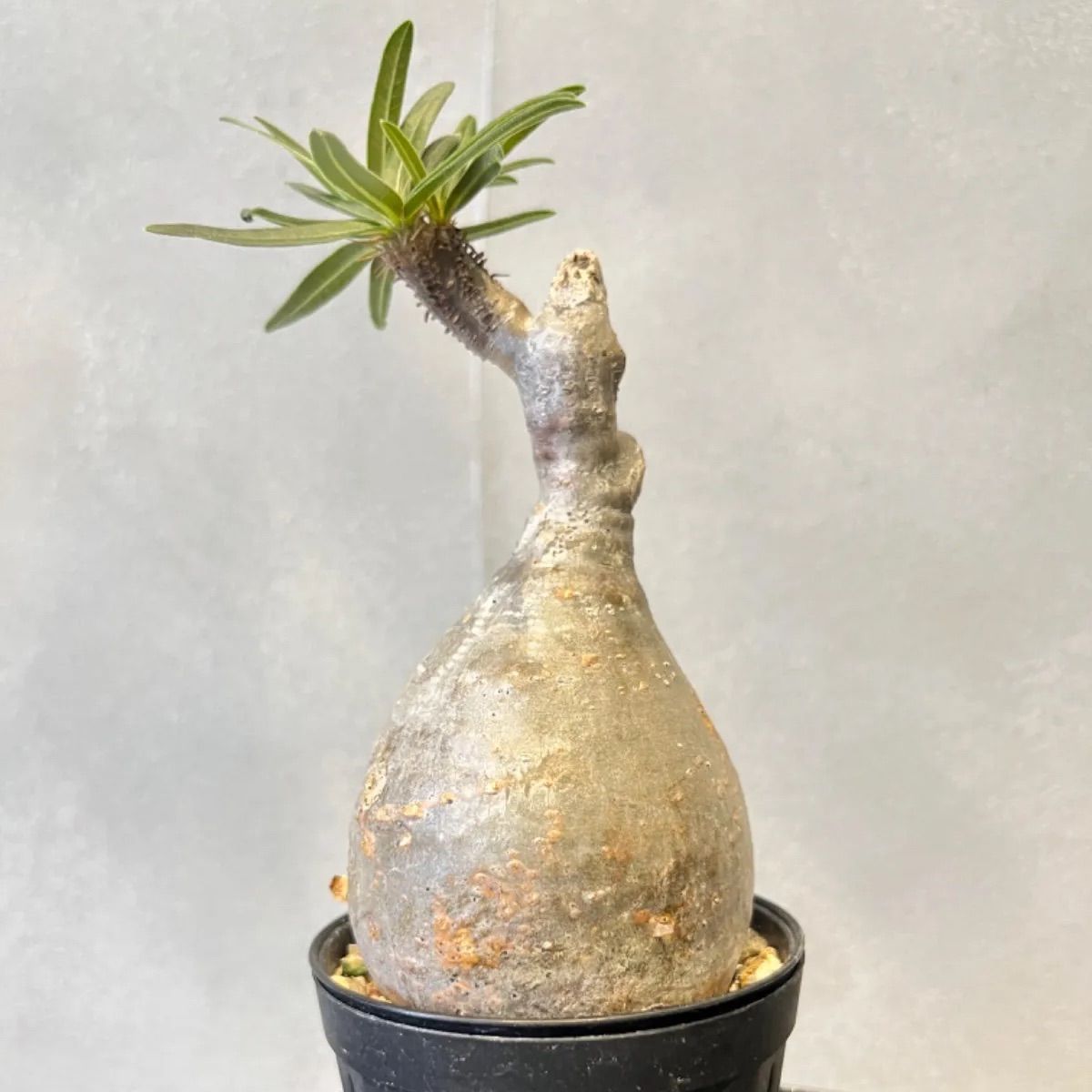 まんまる】パキポディウム グラキリス 現地球 発根済 25/5/30出品