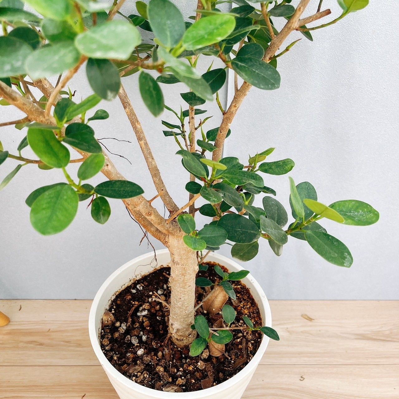 ［現品］【希少】1番　パンダガジュマル　8号　観葉植物　室内　レア　ゴムの木 現品］【希少】パンダガジュマル 8号 観葉植物 室内 レア ゴムの木