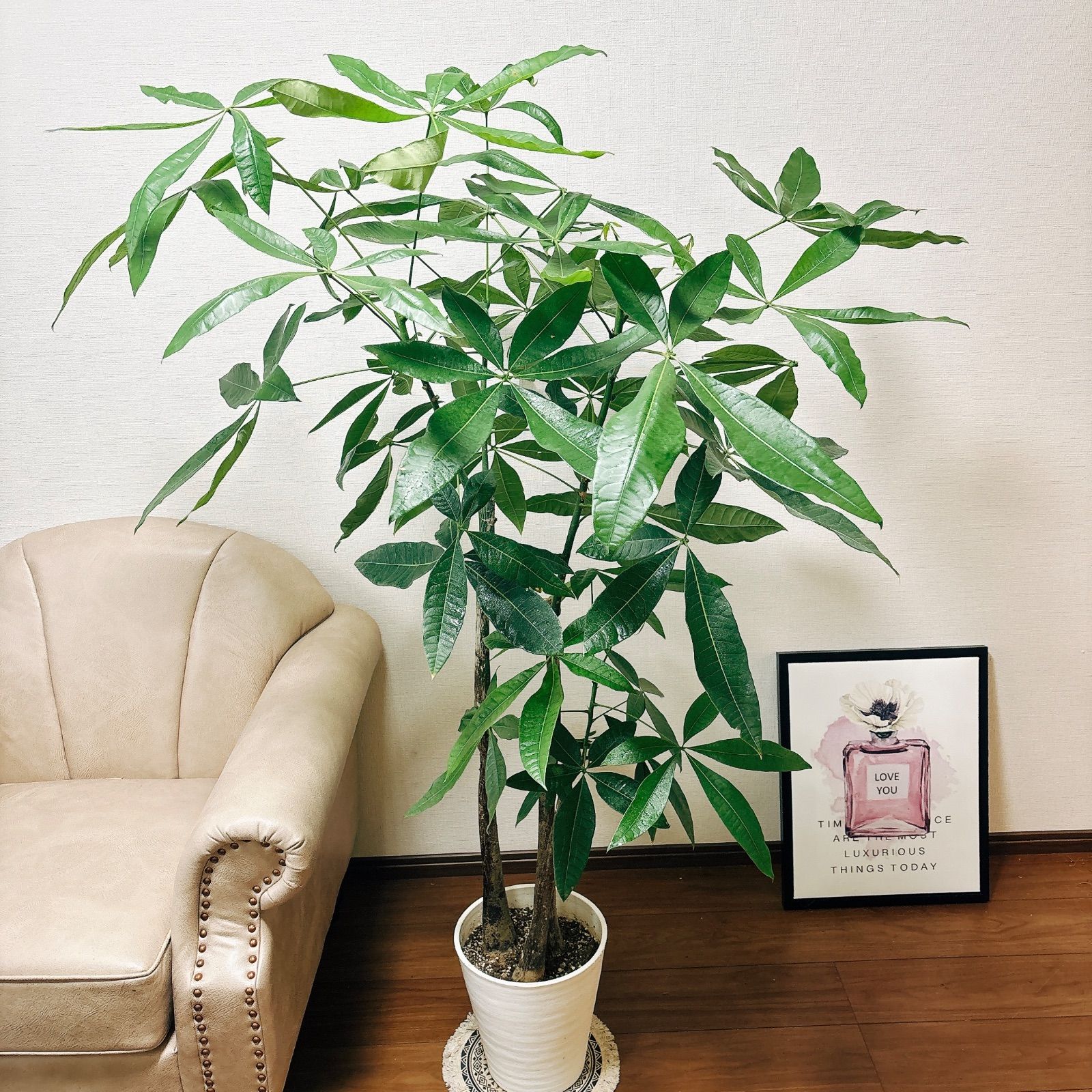 現品］人気！ パキラ 3本植え 古木 8号 プラコッタ鉢皿付き 観葉植物