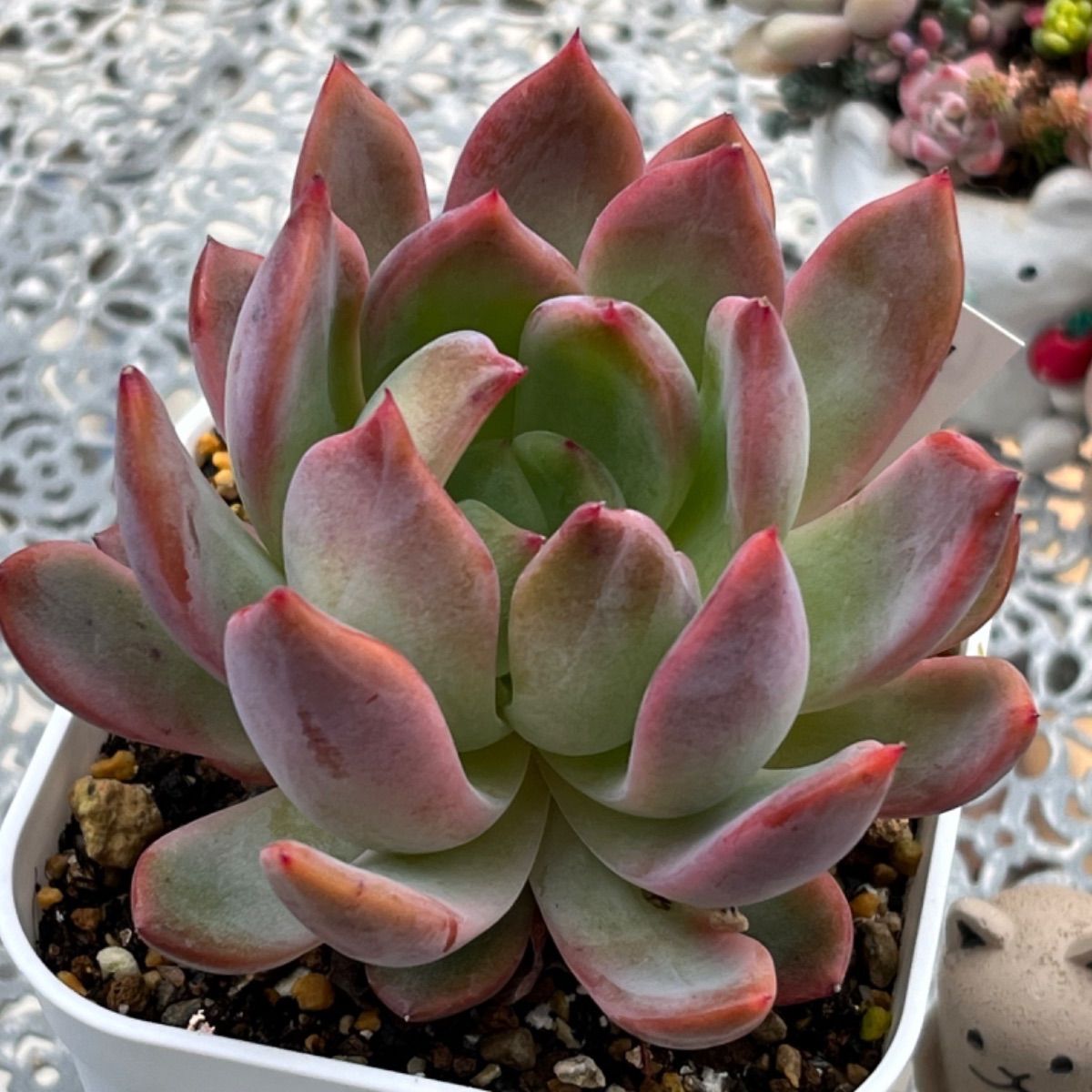 多肉植物　ブルーシャトー　抜き苗　エケベリア 多肉植物 ブルーシャトー 抜き苗 エケベリア 【公式通販】