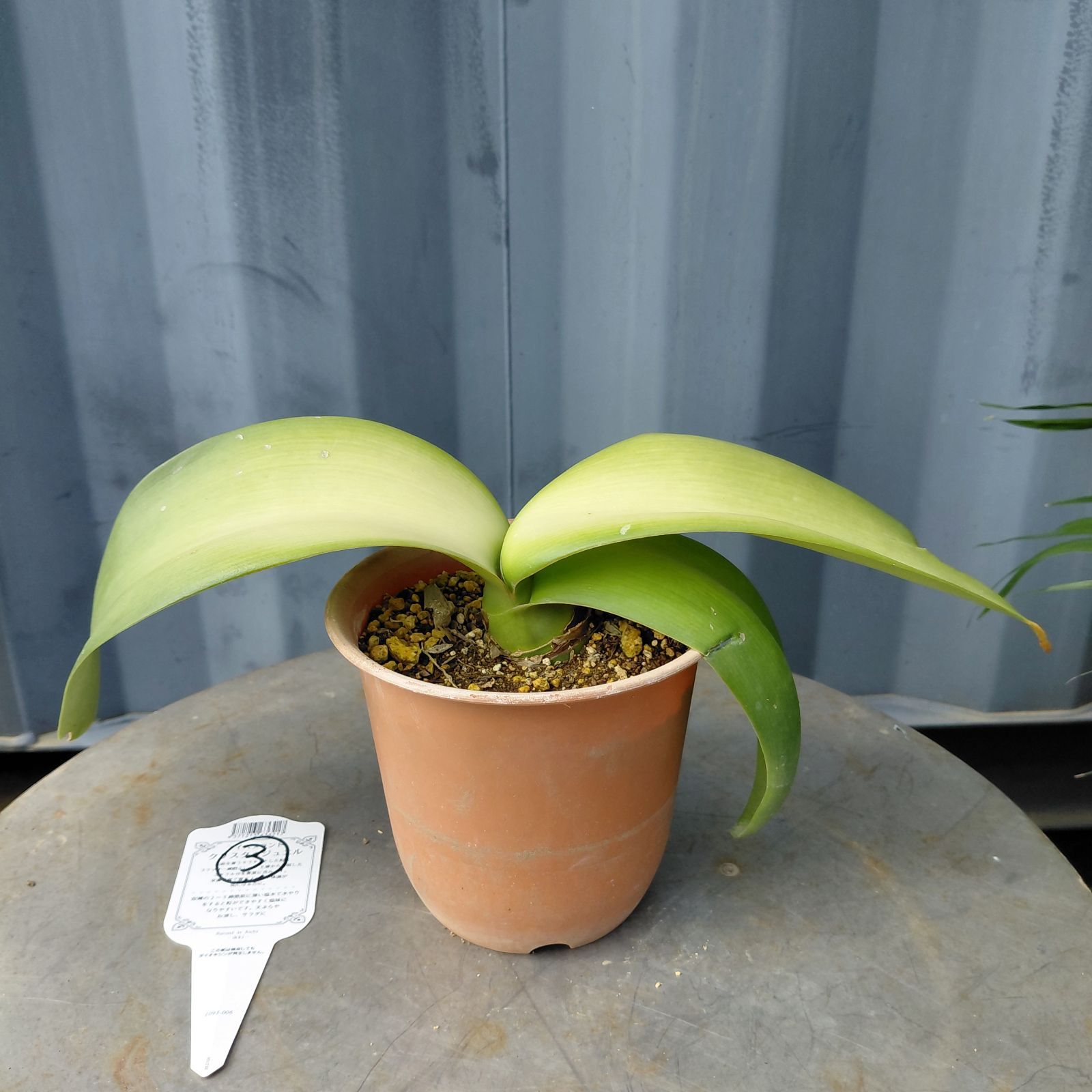 （専用）①マユハケオモト　ピンク　2球　球根大 2025年最新】ハエマンサス ピンクの人気アイテム - メルカリ