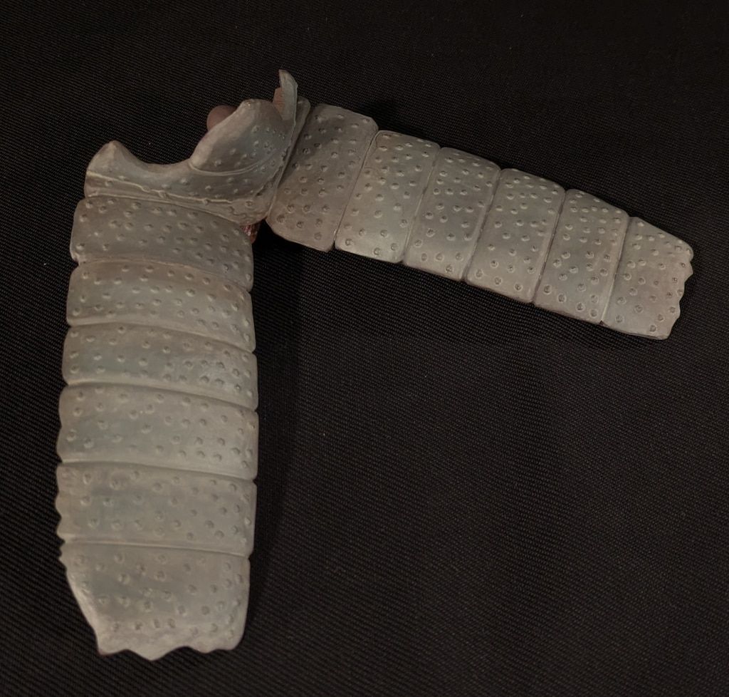 Reborn 少年リック