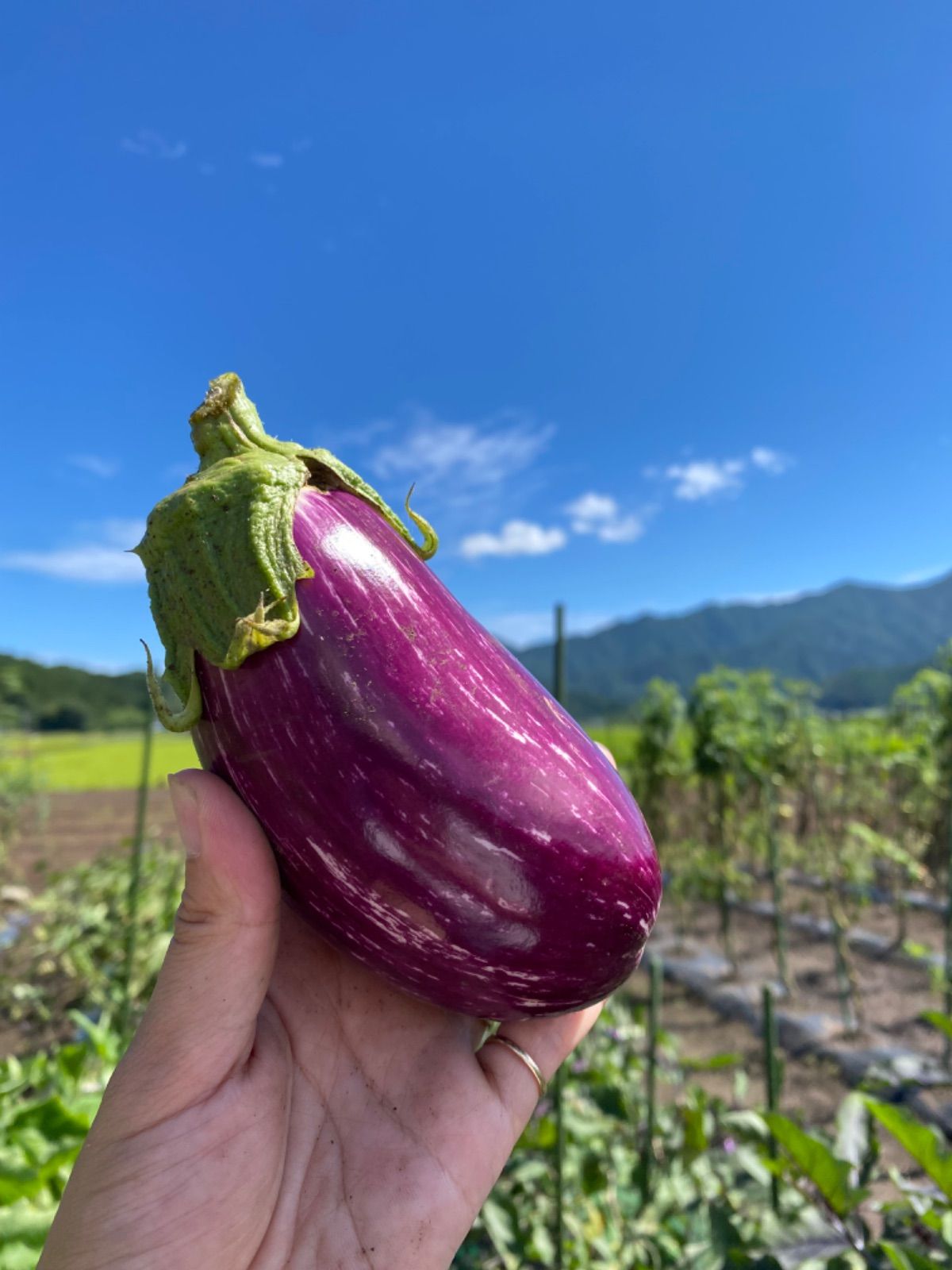 岩手県産 新鮮野菜の詰め合わせ　60サイズ ⚠︎常温便⚠︎ おまかせ野菜BOX