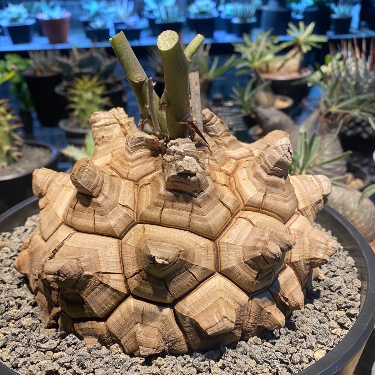 長谷川園芸　亀甲竜 本店】長谷川園芸さんの亀甲竜🐢🐢🐢⁡⁡ | ザ・ガーデンの園芸