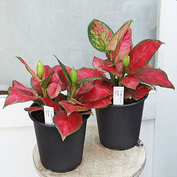 観葉植物 アグラオネマ ビューティー 5号 熱帯植物 赤い葉 斑入り 室内