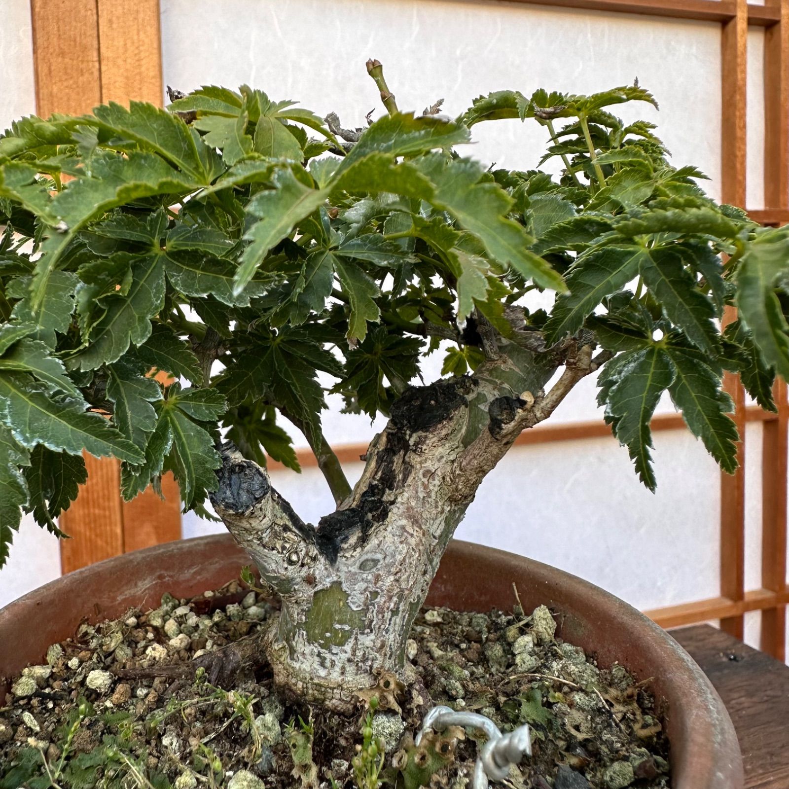 獅子頭もみじ。小品盆栽。 （大和の庭】 獅子頭もみじ 八房 小品