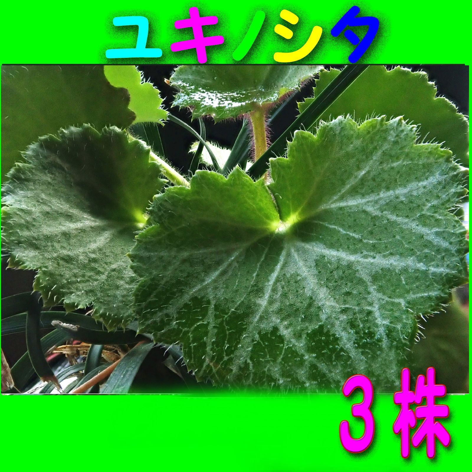 人気のユキノシタ苗 一株 - 花