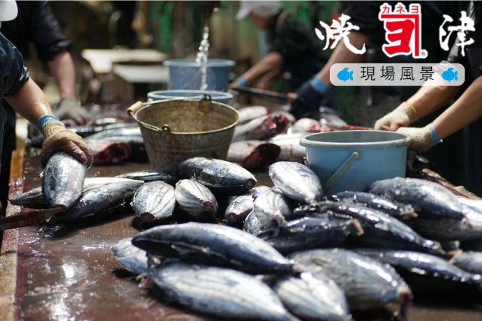 鮮度抜群 鰹のハラモ