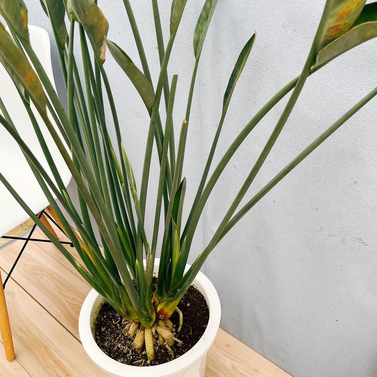 現品］【希少】※一点限り※ ストレリチア パービフォリア 10号 尺