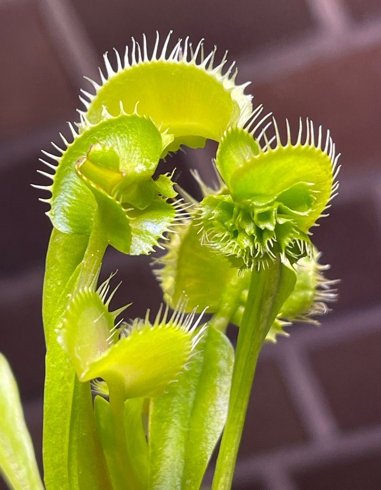 Dionaea muscipula Carnivoria Euronymos ディオネアマスシプラ ユーロニモス ハエトリソウ ハエトリグサ 食虫植物  観葉植物 - メルカリ