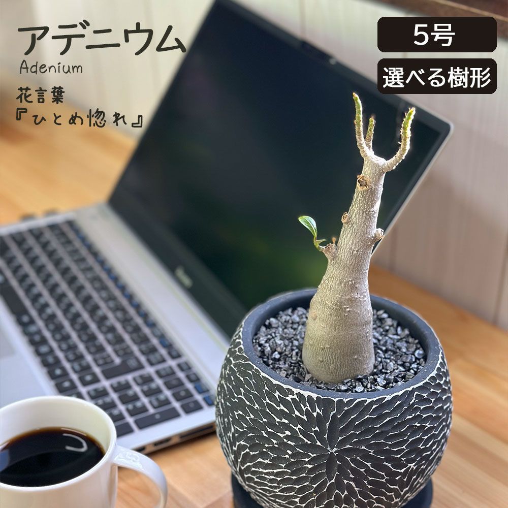 アガベ オテロイ 緑爆龍 極上子株 激レア 超希少 セダム グリーン 種類