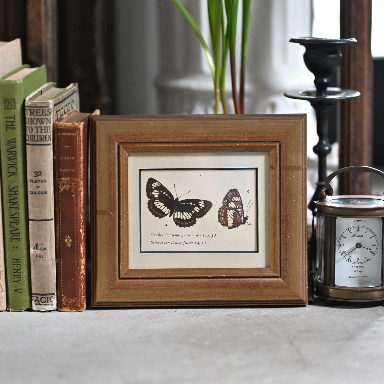 ヴィンテージフレーム「フタスジチョウ」希少なヴィンテージ図鑑の