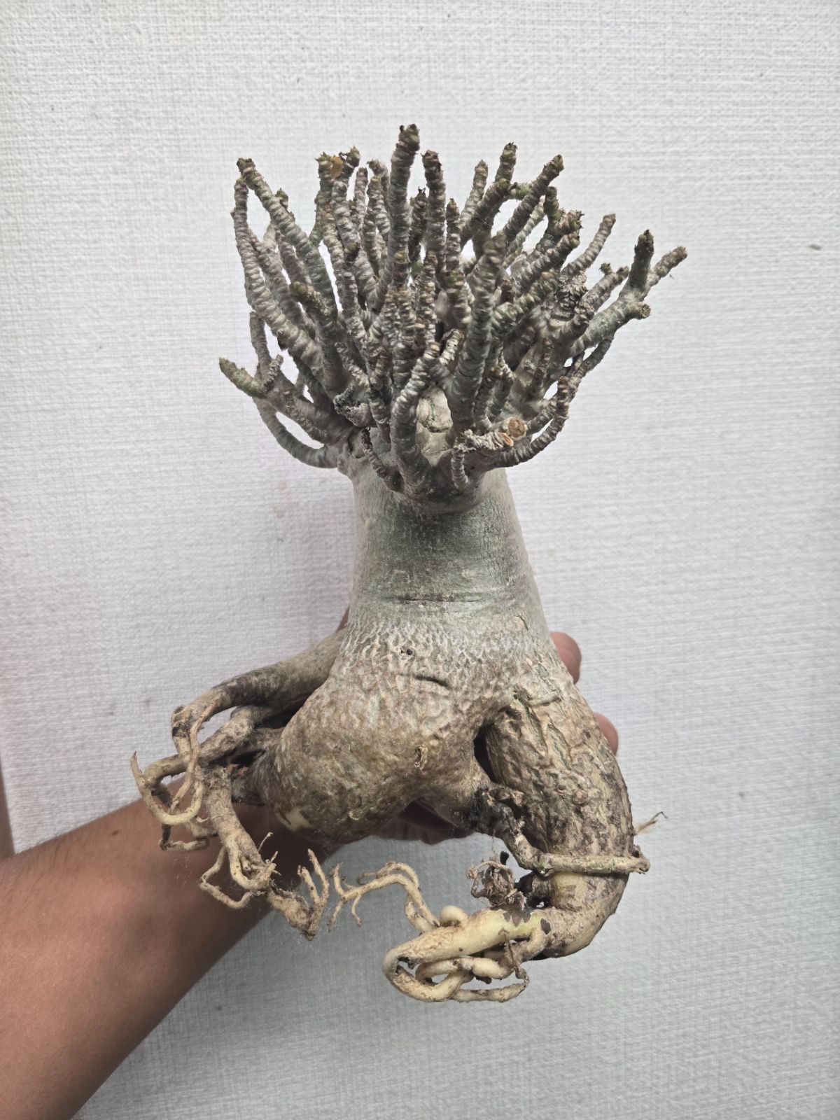 アデニウムタイソコトラナム アデニウム タイ ソコトラナム | Green