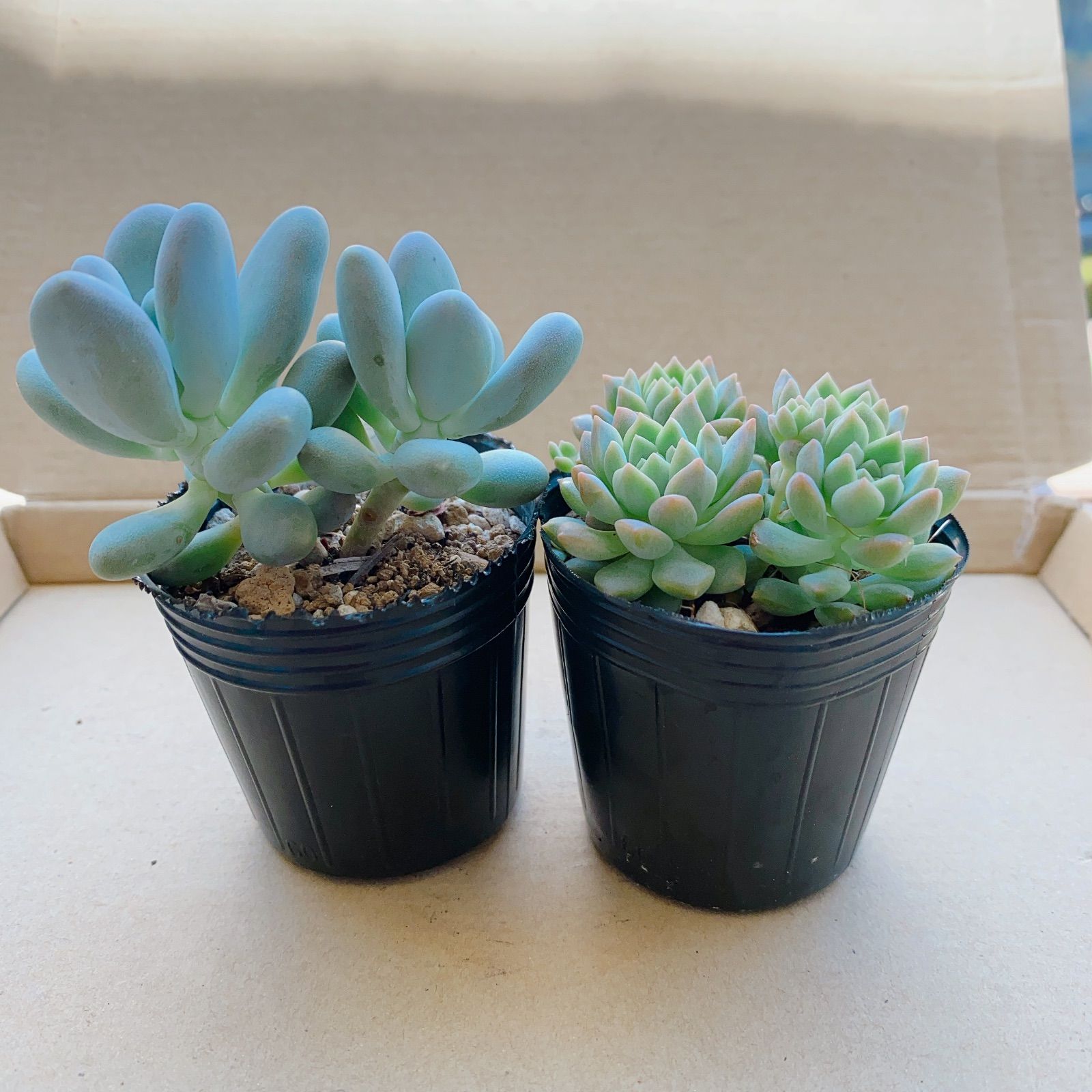 多肉植物 ほんのりピンクの紫麗殿♡カワイイ♡抜き苗 多肉植物 ほんのりピンクの紫麗殿♡カワイイ♡抜き苗