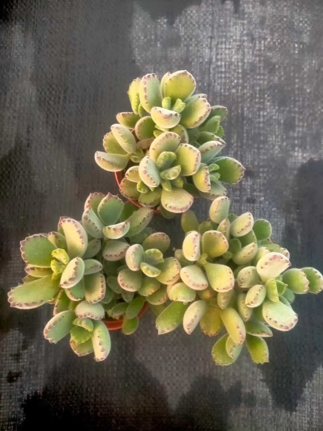 新発売 50株セット 熊童子 抜き苗 多肉植物 佐川急便発送 エケベリア 韓国苗 ZX117