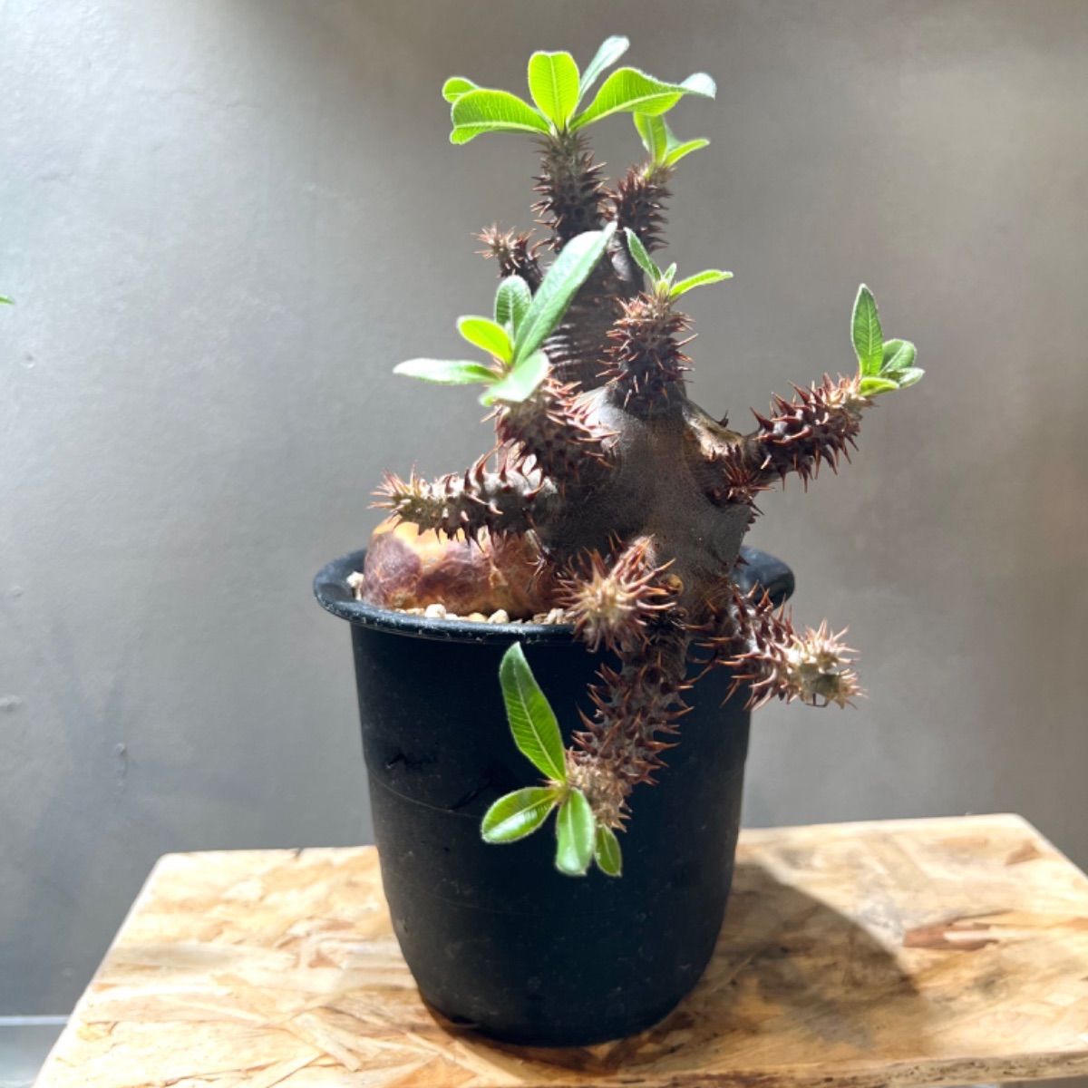 多頭】パキポディウム マカイエンセ 現地球 発根済 Instagramリールに