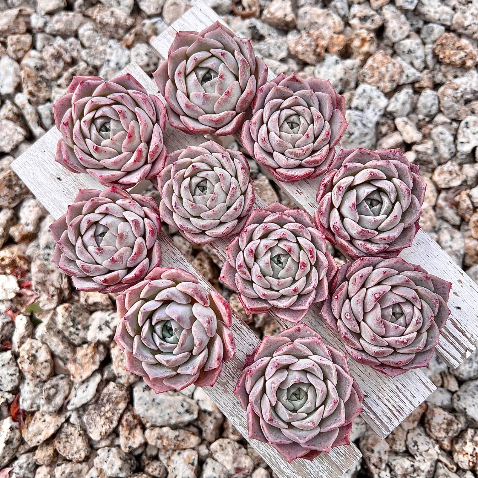 ෆ˚*感謝セールෆ˚* アメイジンググレイス 1苗 抜き苗 寄せ植え 多肉植物 ෆ˚*感謝セールෆ˚* アメイジンググレイス 1苗 抜き苗 寄せ植え