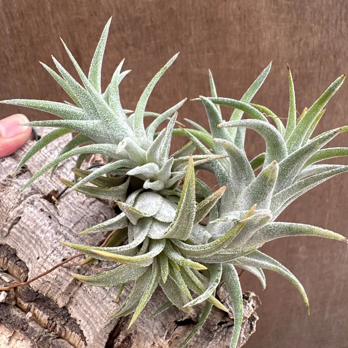 チランジア イオナンタ バンハイニンギー 現品 Tillandsia