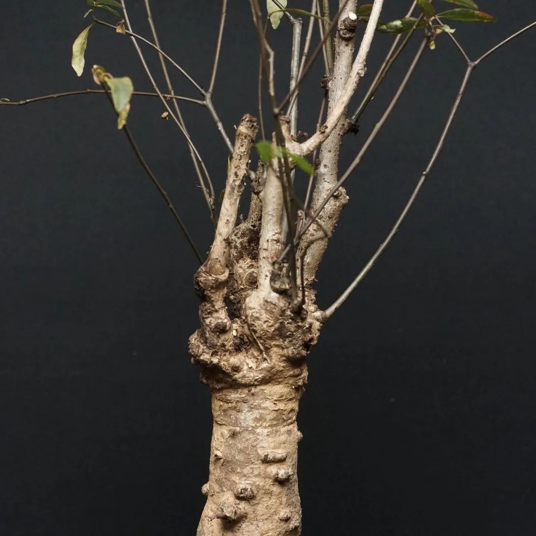 Euphorbia