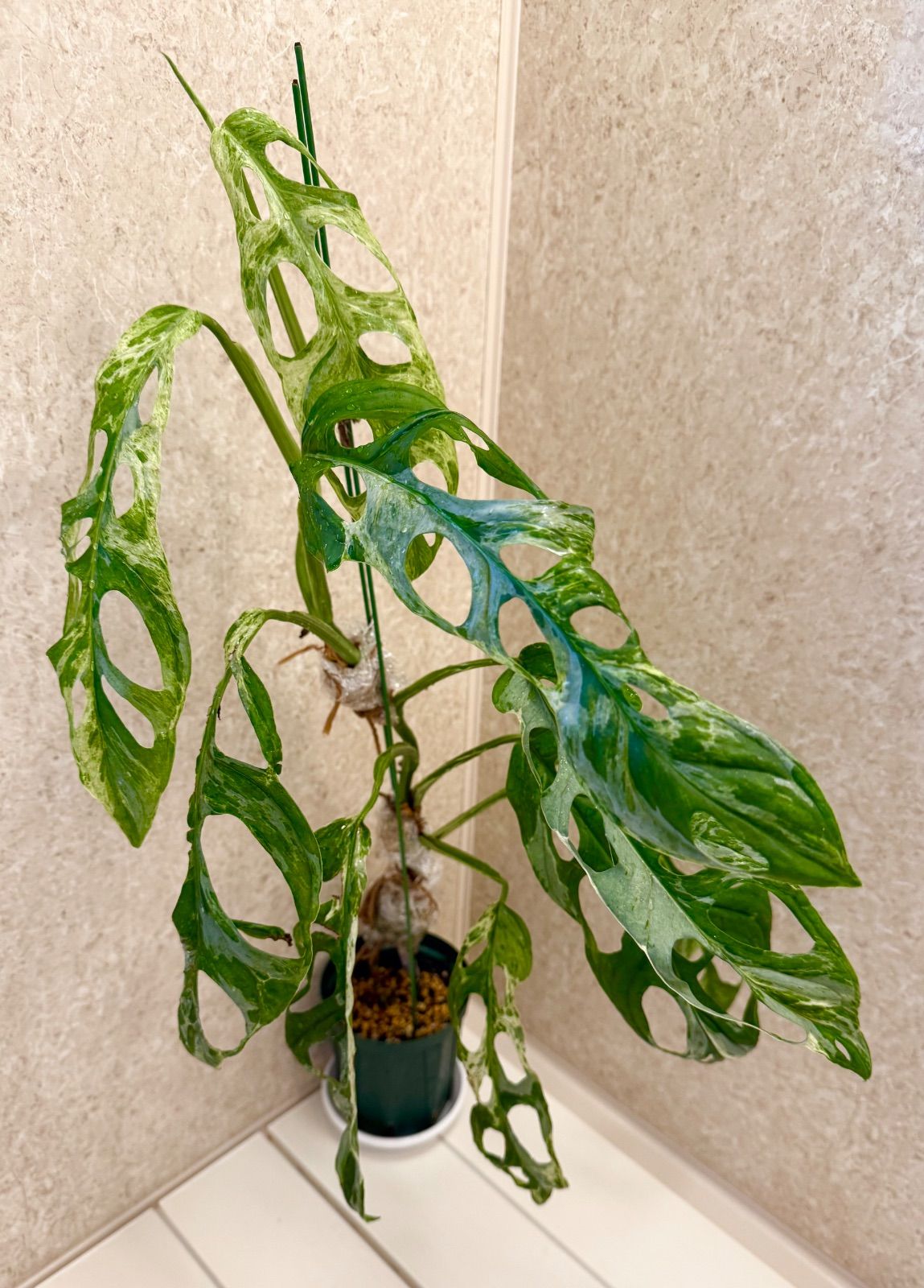 モンステラ エスケレード 5号鉢 園芸ネット本店｜[ザ・ファームセレクト]モンステラ エスケレート 5号