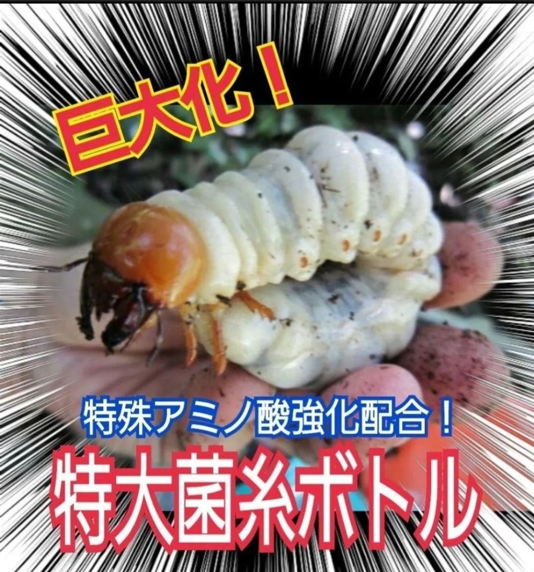 ヒラタ ノコギリ