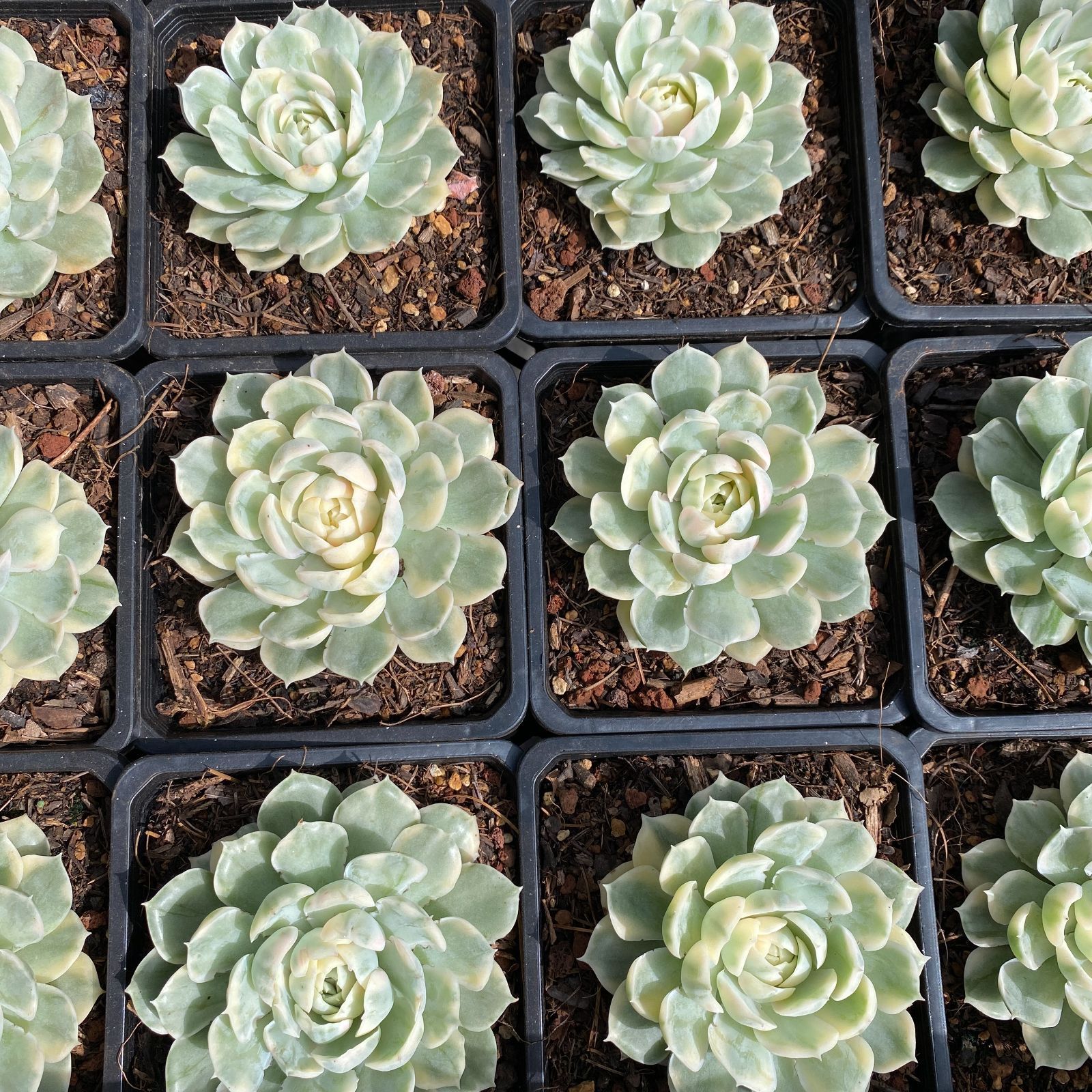 Sato　多肉植物　ビバーシェ　韓国苗 Amazon.co.jp: ！！多肉植物 ピンクハニー #PH 韓国苗 美苗