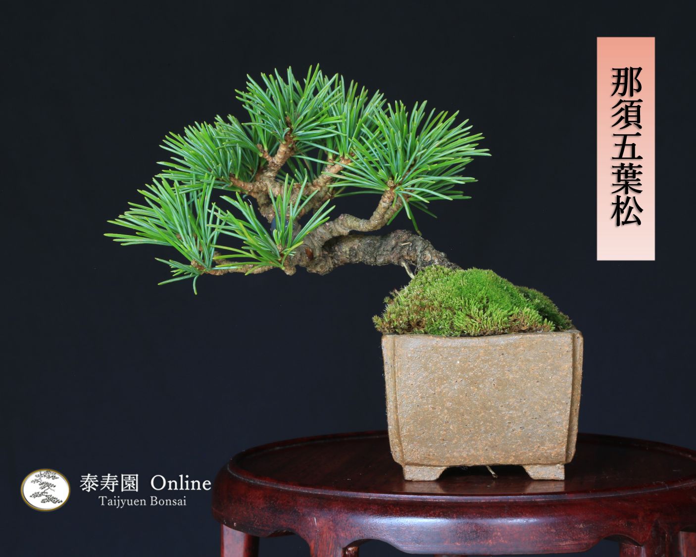 那須五葉松 実生 ミニ盆栽 泰寿園 Online 現品 一点物 盆栽 松柏 室内 鑑賞 趣味 卓上盆栽 盆栽鉢 グリーン 和 ギフト プレゼント 贈答品 ミニ盆栽 誕生日 母の日 父の日 敬老の日 記念日 お祝い 3