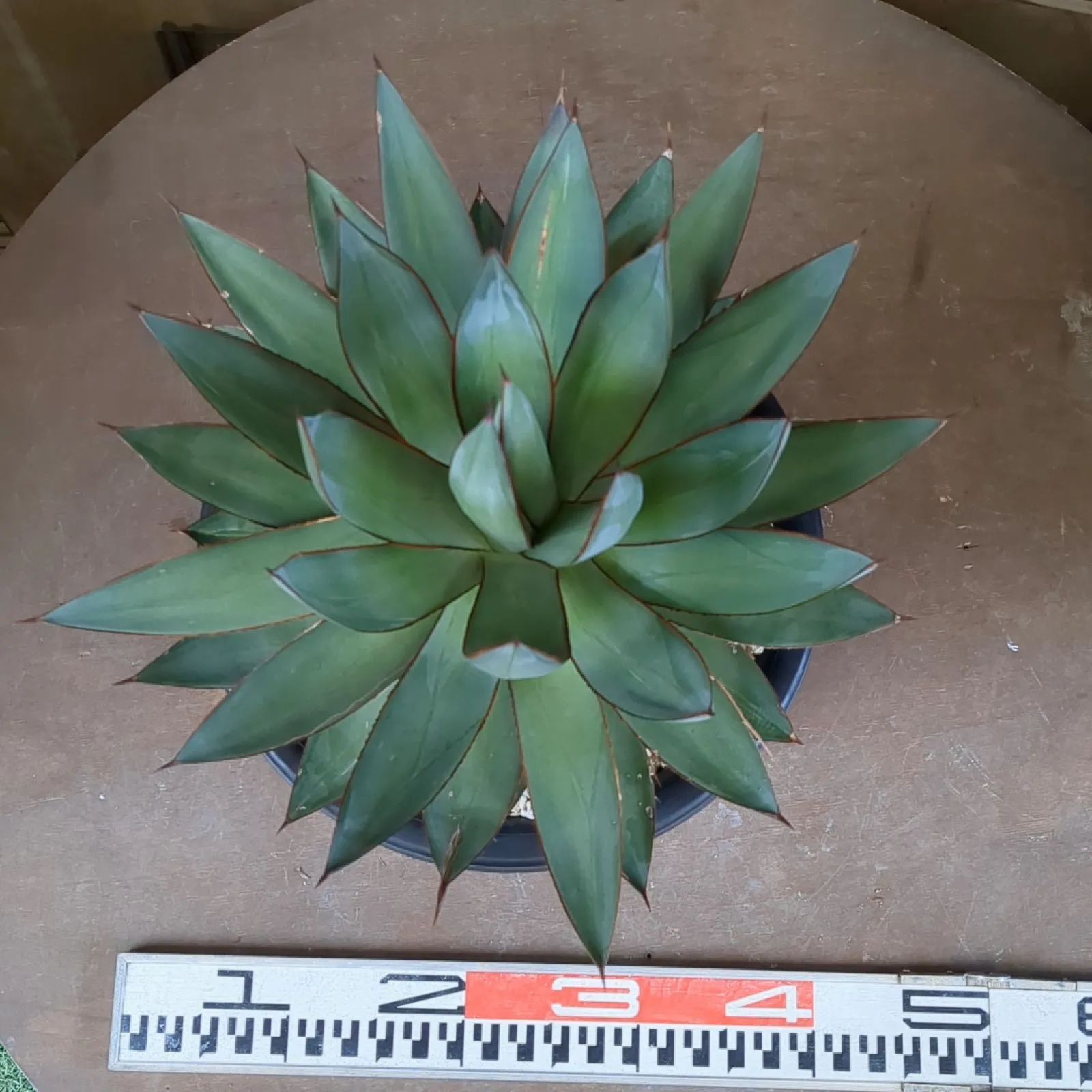 グリーングロー アガベ グリーンの葉色に赤色トゲが特徴 Agave Green