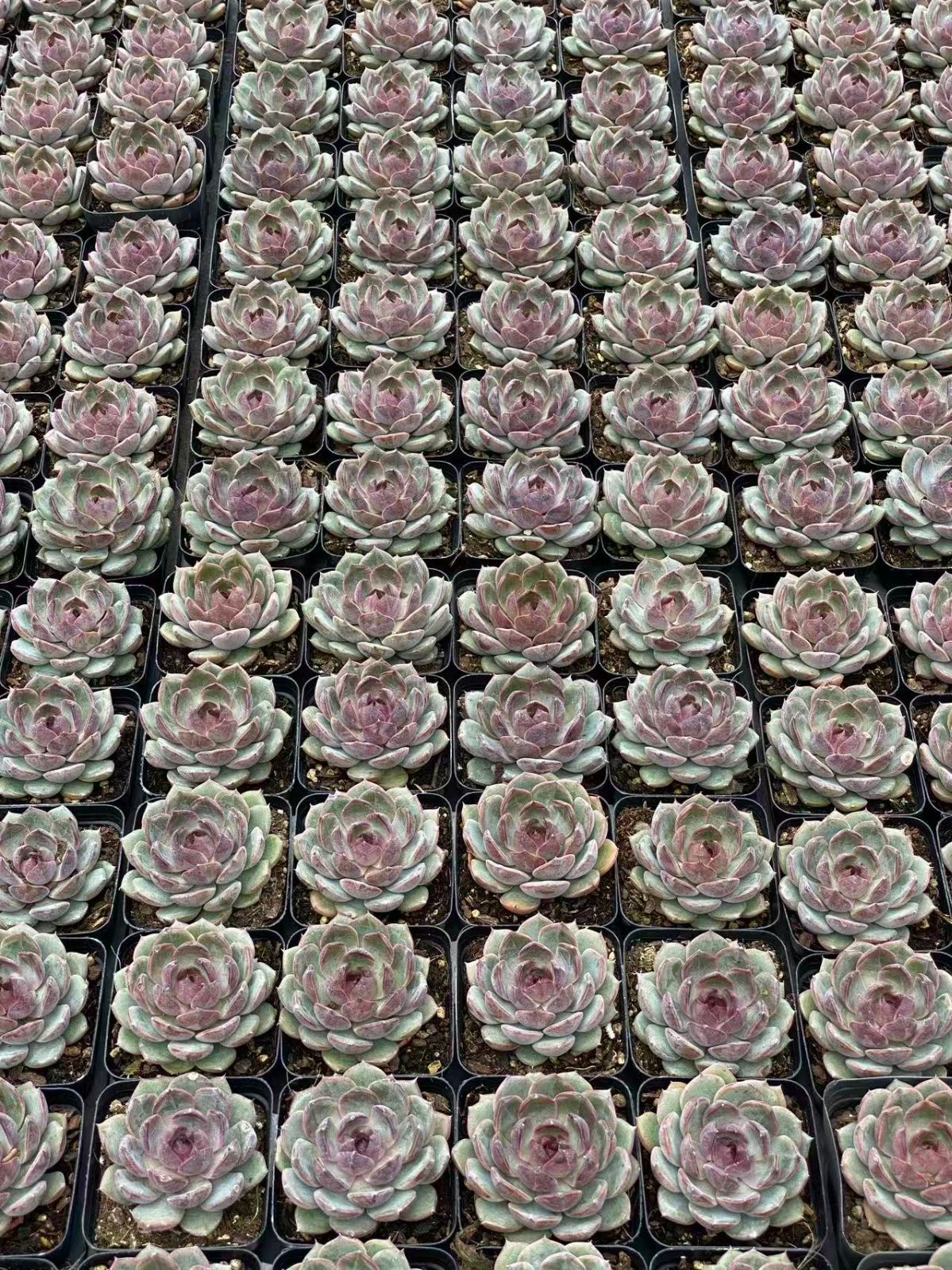 アエオニウム エケベリア