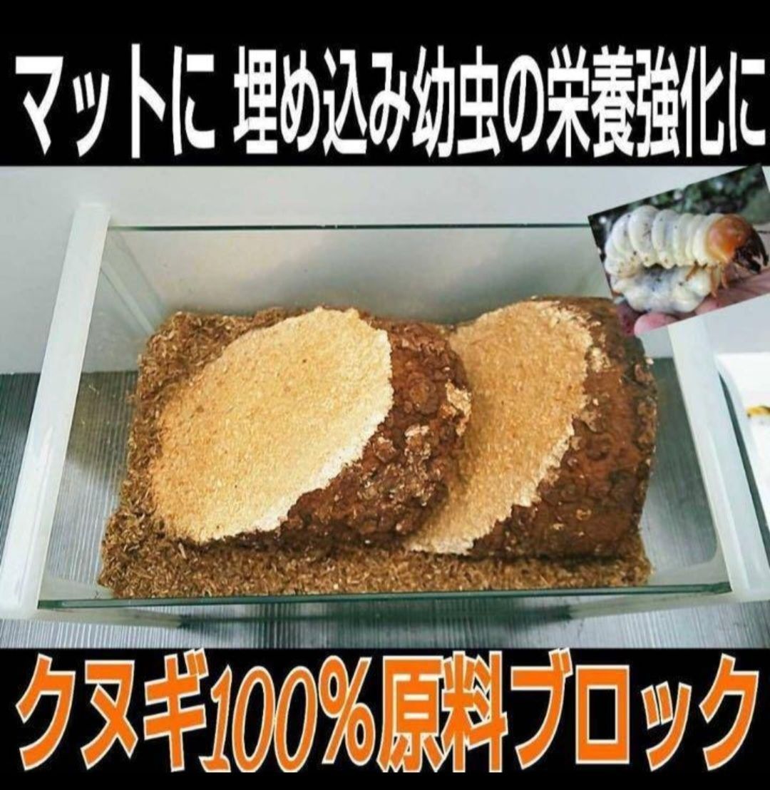 カブトムシ幼虫の栄養強化に！椎茸菌床3個☆マットに埋めるとモリモリ