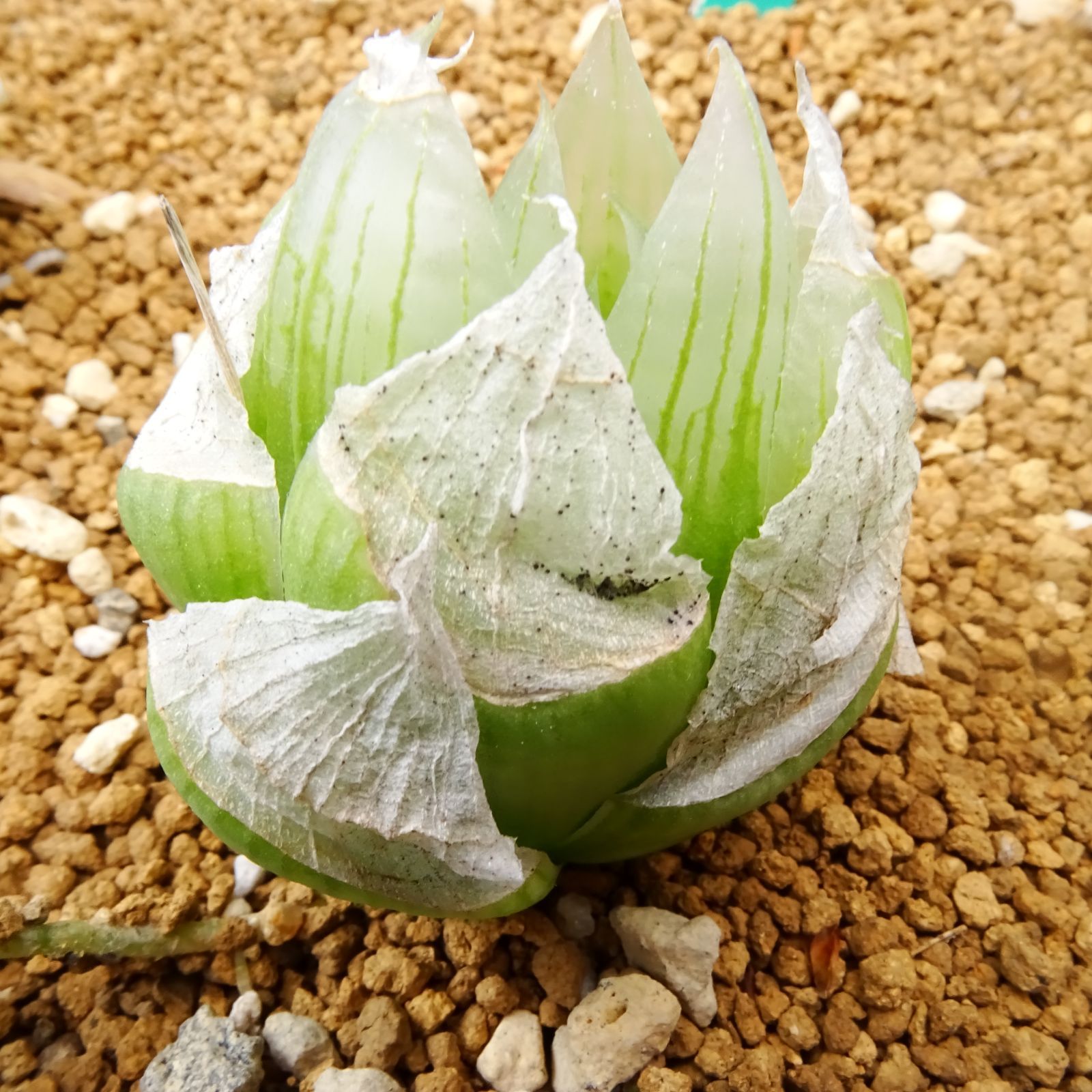 ロックウッディ（N1） 中広巻葉選抜】レア！ ハオルチア 玉ねぎ 特定