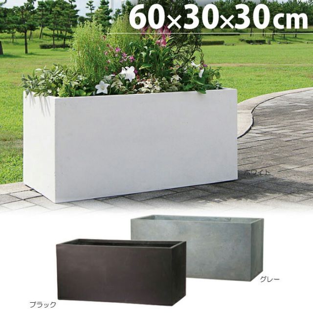 ドルステニア エレンベッキアナ ドルステニア・エレンベッキアナ