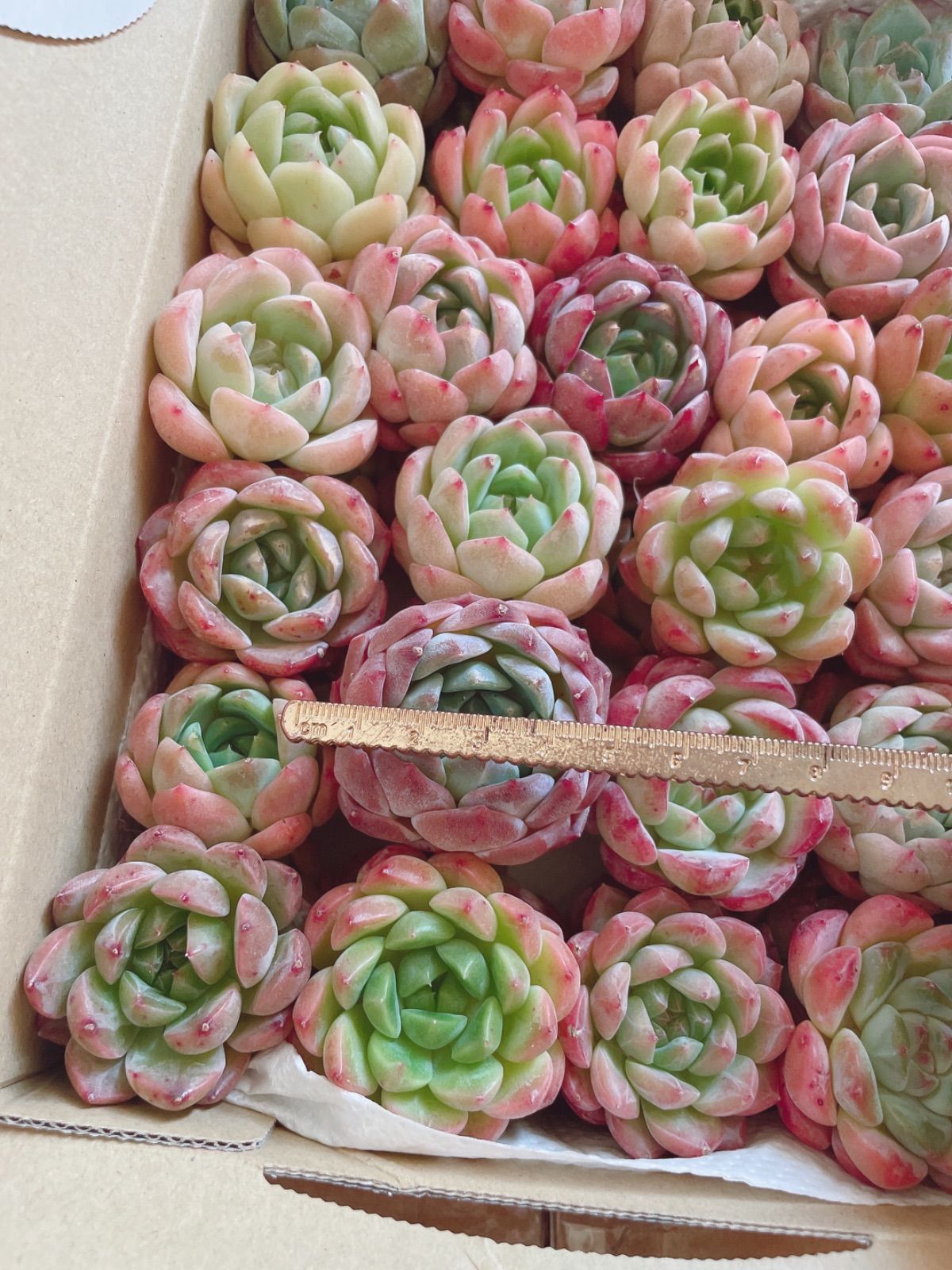 多肉植物 韓国苗 エケベリアMIX苗セット 多肉植物 韓国苗 エケベリア