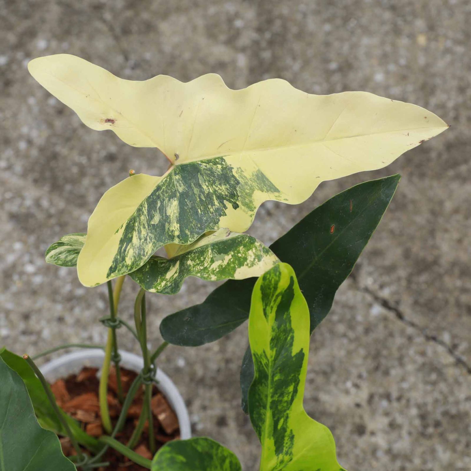 フィロデンドロン　ウィリアムシー　斑入り フィロデンドロン ウィリアムシー斑入り（Philodendron