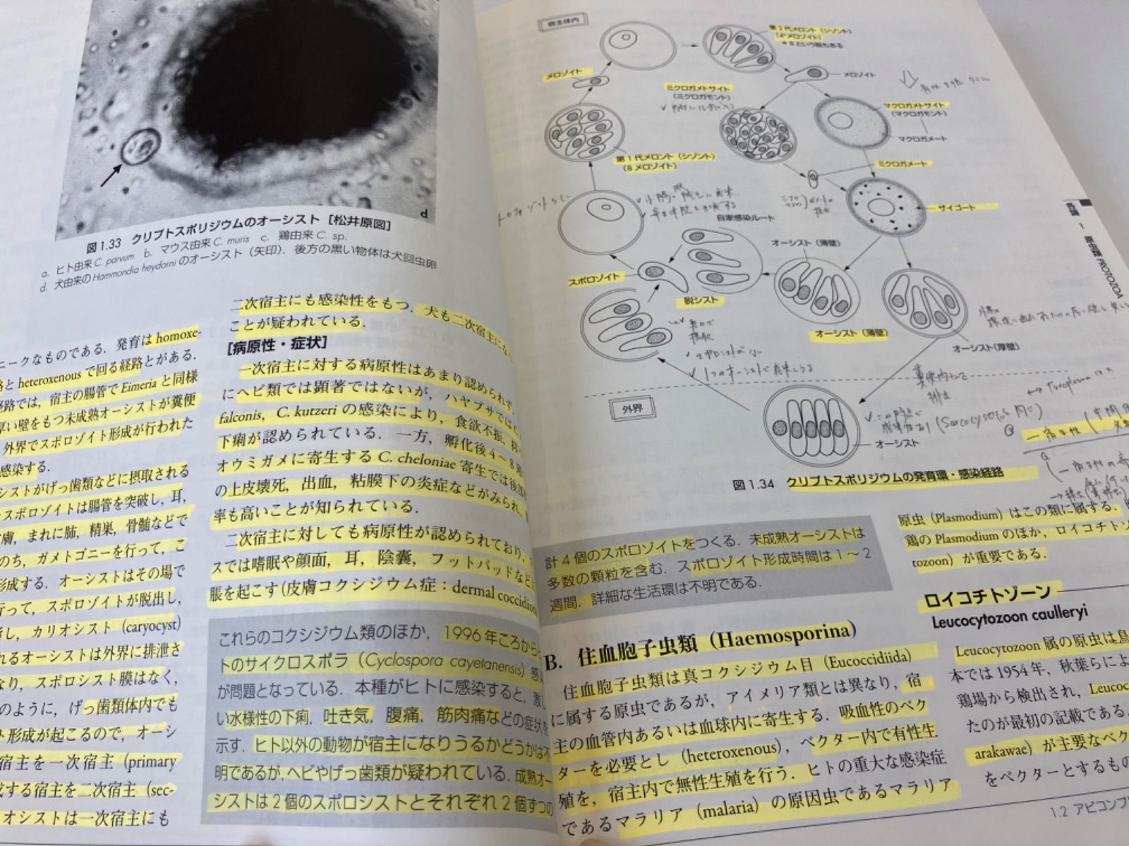 ☆獣医寄生虫学・寄生虫病学 最新 獣医寄生虫学・寄生虫 ☆獣医寄生虫学・寄生虫病学 最新 獣医寄生虫学・寄生虫