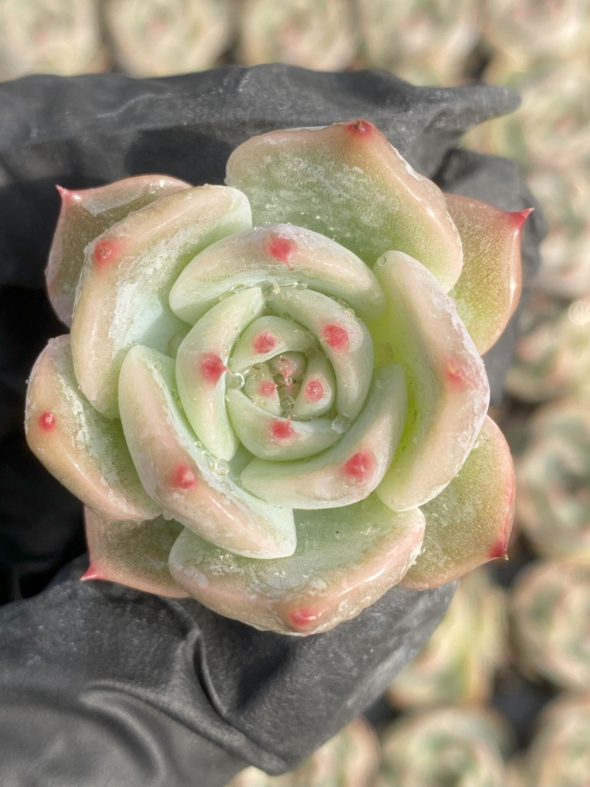 スポルディング SPALDING バスケット ケイジャー cager ブリーズ