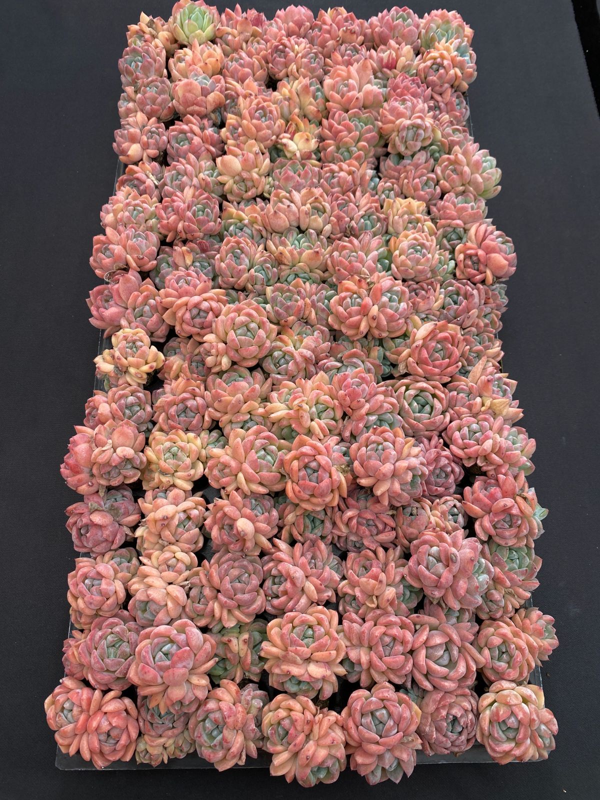 新入荷 コハク 鮮やかな105苗セット 土と根付き 多肉植物 エケベリア 韓国苗 詰め合わせ 寄せ植え ZM477