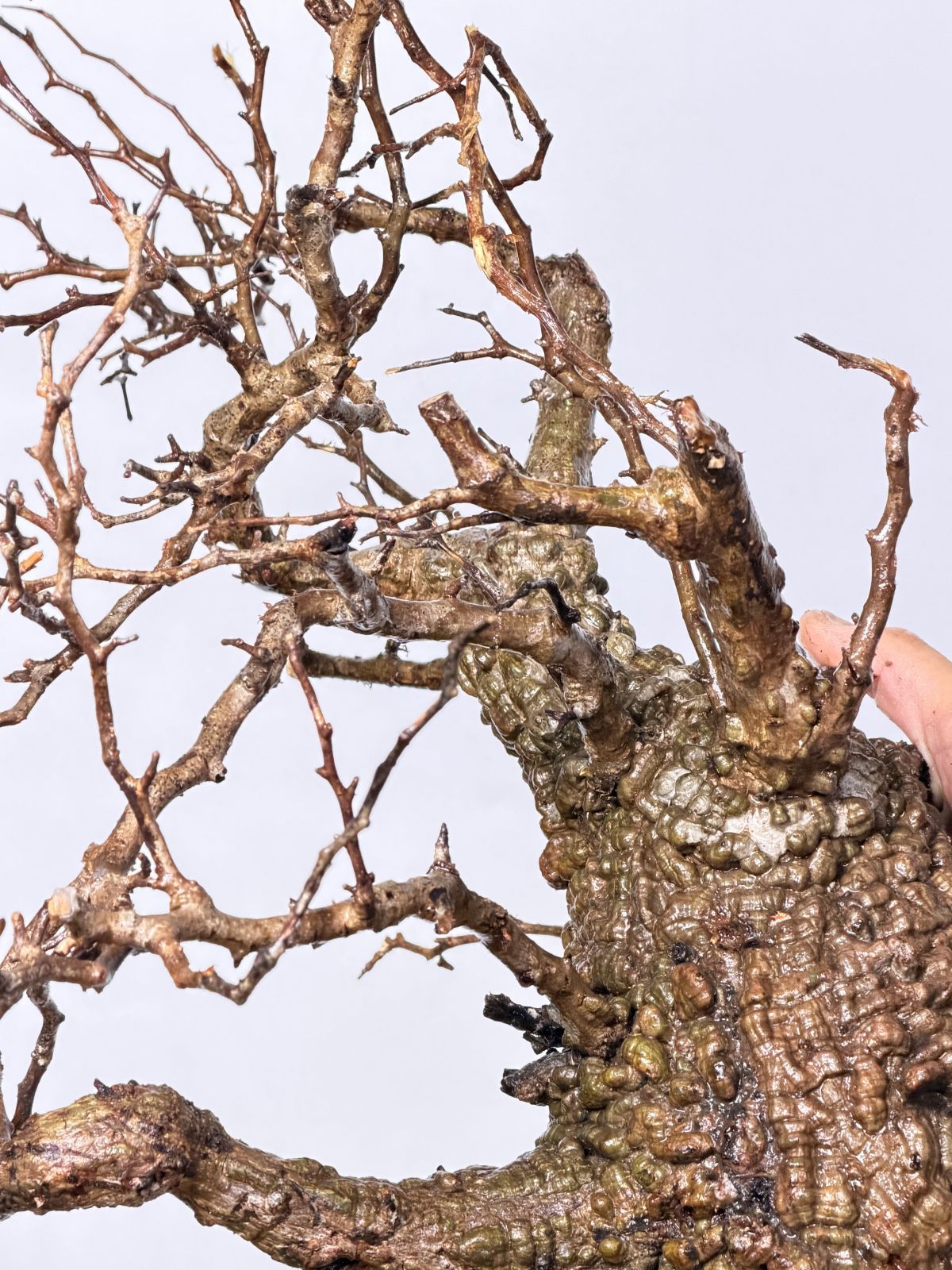 オペルクリカリア パキプス オペルクリカリア パキプス-OP44 | Supervoid Caudex