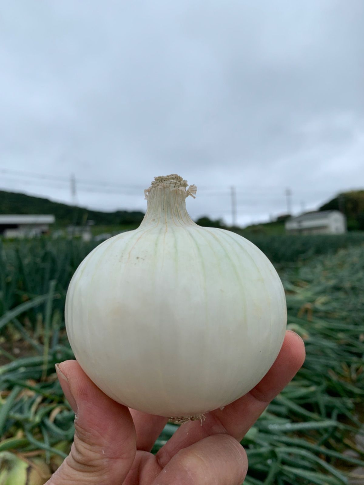 訳ありホワイトベアー2kg🧅淡路島極熟玉葱 新玉ねぎ サラダ用 生食